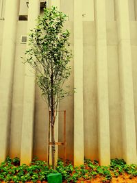 Potted plant against building