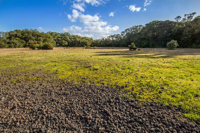 Scenic view of field against sky