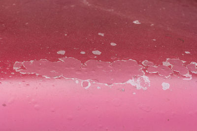 Full frame shot of water drops on pink red petals