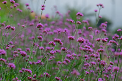 Close-up of pink flowering plants on field