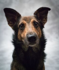 Close-up portrait of dog