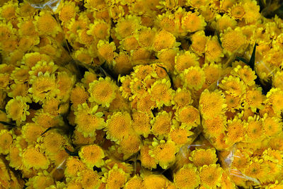 Close-up of yellow flowers for sale