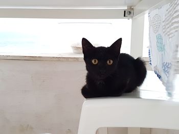 Portrait of black cat sitting on floor