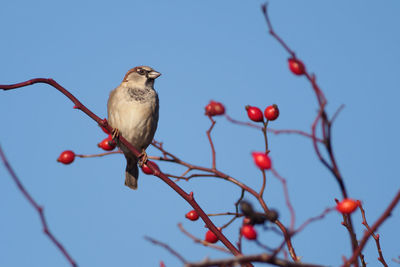 Low angle view of bird perching on tree against sky