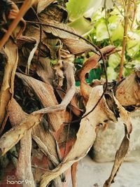 Close-up of dried plant on field