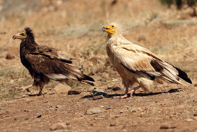 Side view of a bird on field