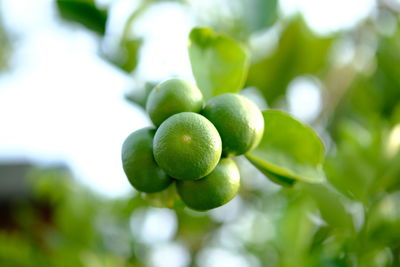 Close-up of fruits growing on tree