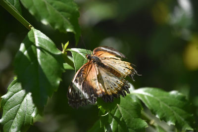 Large tattered