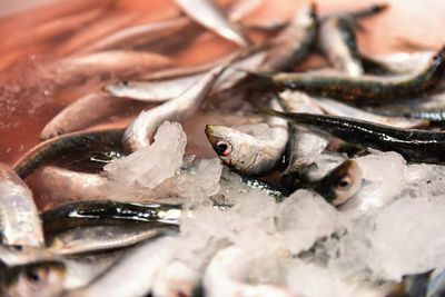 Close-up of fish for sale in market