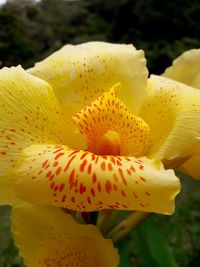 Close-up of yellow flower blooming outdoors