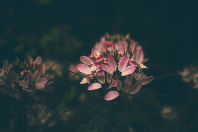 Close-up of pink flowers blooming outdoors