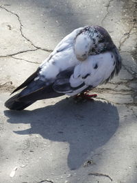 High angle view of seagull perching on ground