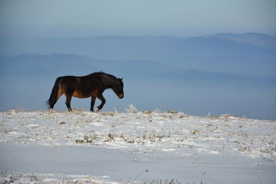 Wild horse on the mountain