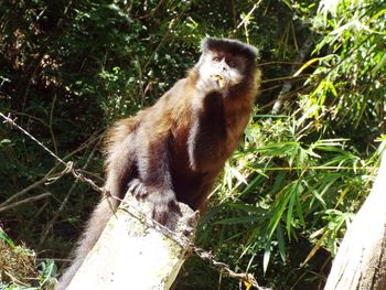 Low angle view of monkey sitting on tree