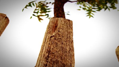 Low angle view of tree against sky