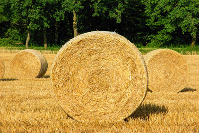 Hay bales on field