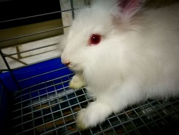 Close-up of white cat in cage