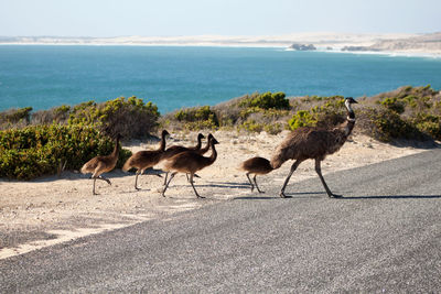 Emu with young birds on road