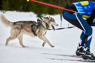 Skijoring dog racing. winter dog sport competition. siberian husky dog pulls skier. active skiing