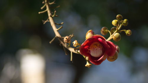 Close-up of red rose bud