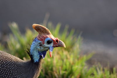 Close-up of a peacock