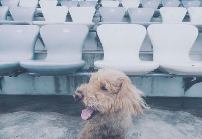 Dog sitting on seat