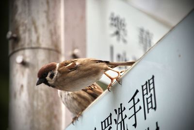 Close-up of bird perching on wall
