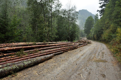 Deforestation concept. pile of pine logs