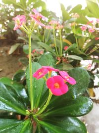 Close-up of pink flowering plant