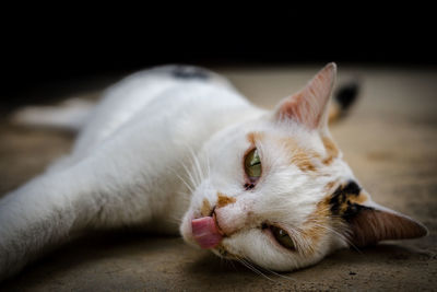 Close-up of a cat resting