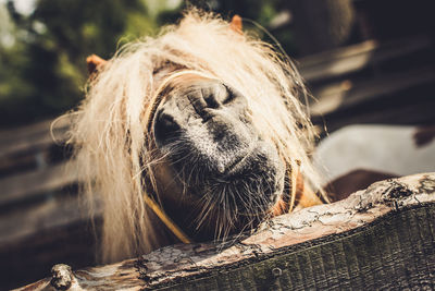 Extreme close up of horse