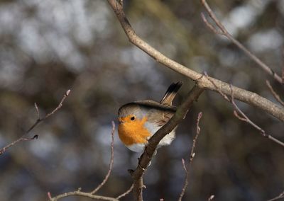 Close-up of bird perching on branch