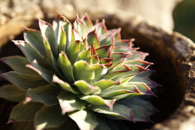 Close-up of succulent plant