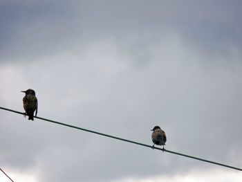 Low angle view of birds perching on cable against sky