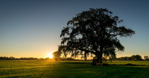 Tree on field against sky during sunset