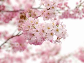 Close-up of pink cherry blossoms against sky