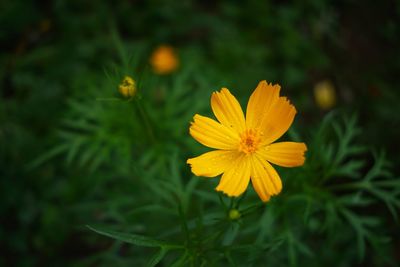 Close-up of yellow cosmos flower blooming outdoors