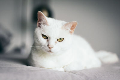 Portrait of cat sitting on bed