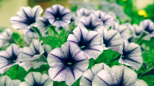 Close-up of flowers blooming outdoors