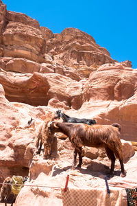 View of horse on rock