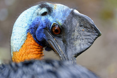 Close-up of a bird