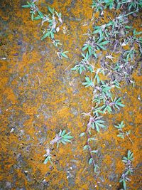 Full frame shot of yellow plants