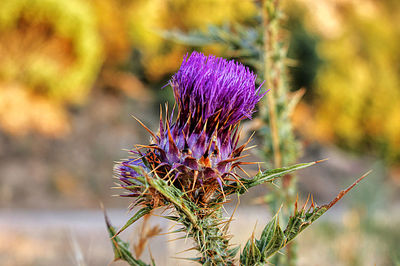 Close-up of purple thistle flower