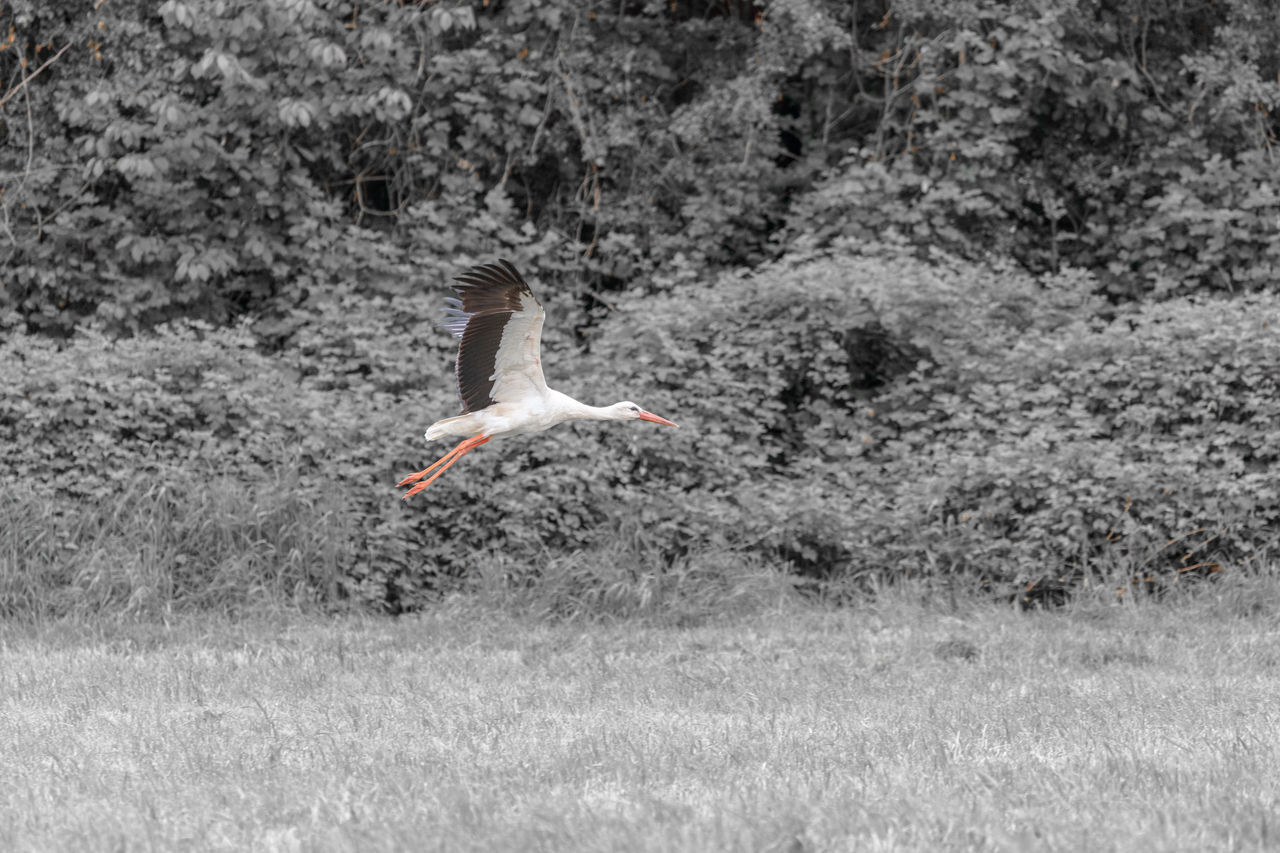 animal themes, animal, wildlife, animal wildlife, plant, bird, one animal, nature, flying, field, land, grass, spread wings, no people, day, tree, outdoors, growth, beauty in nature