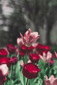 Close-up of pink tulips