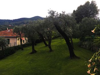 Scenic view of grassy field
