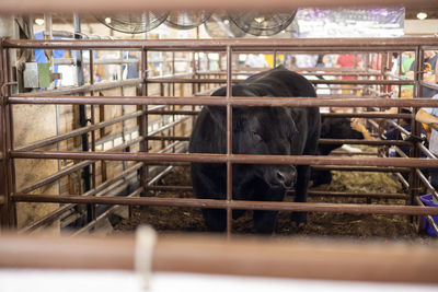 Close-up of horse in cage