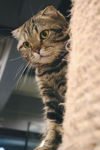 Close-up portrait of a cat looking away