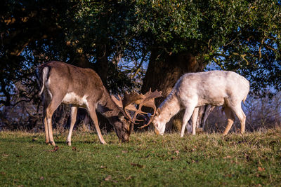 Deer grazing on grassy field