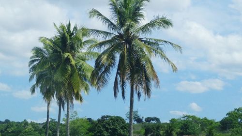 Low angle view of palm trees against sky